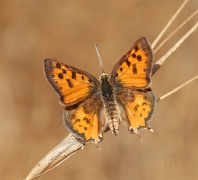Apharitis cilissa